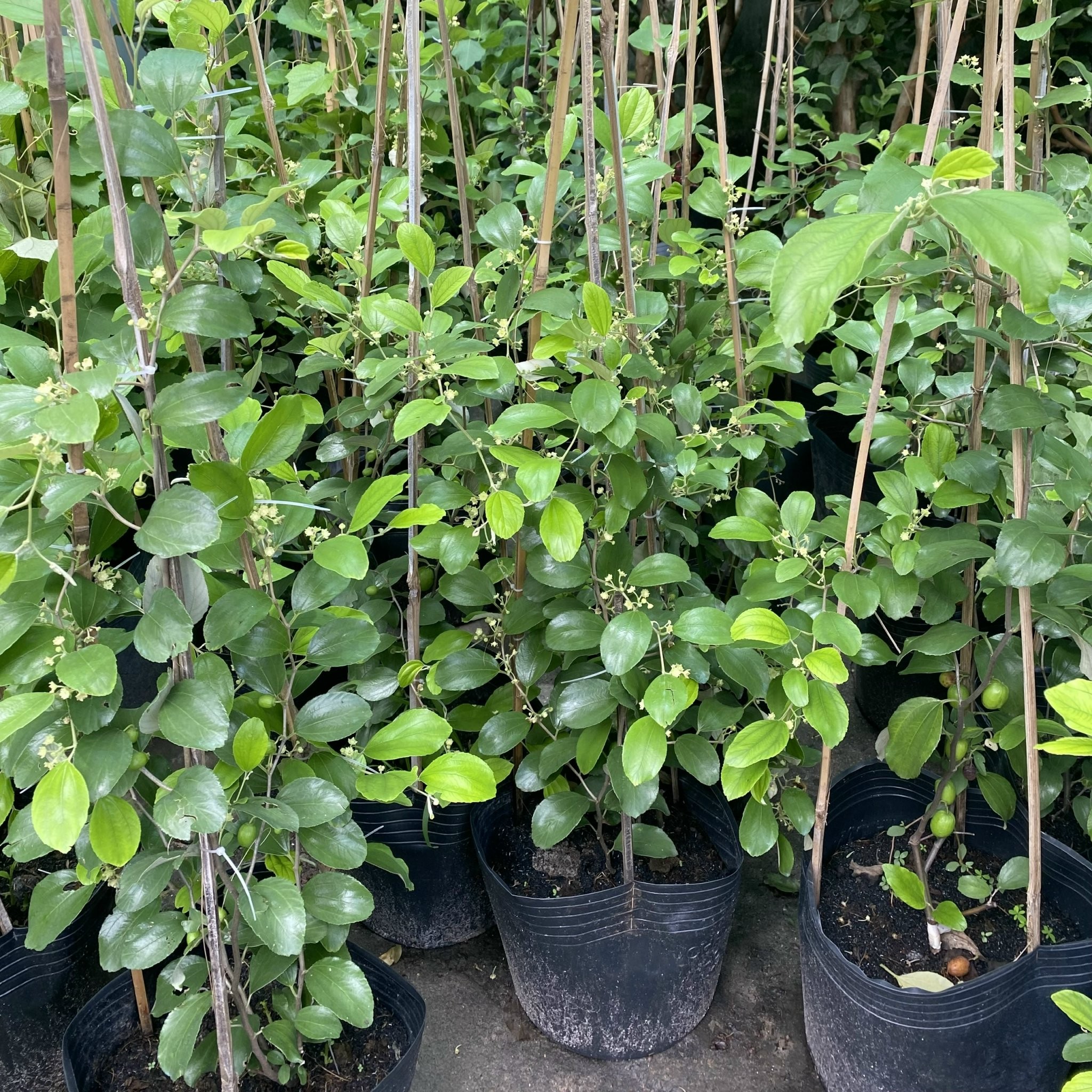 Cây Giống Táo Thái 2