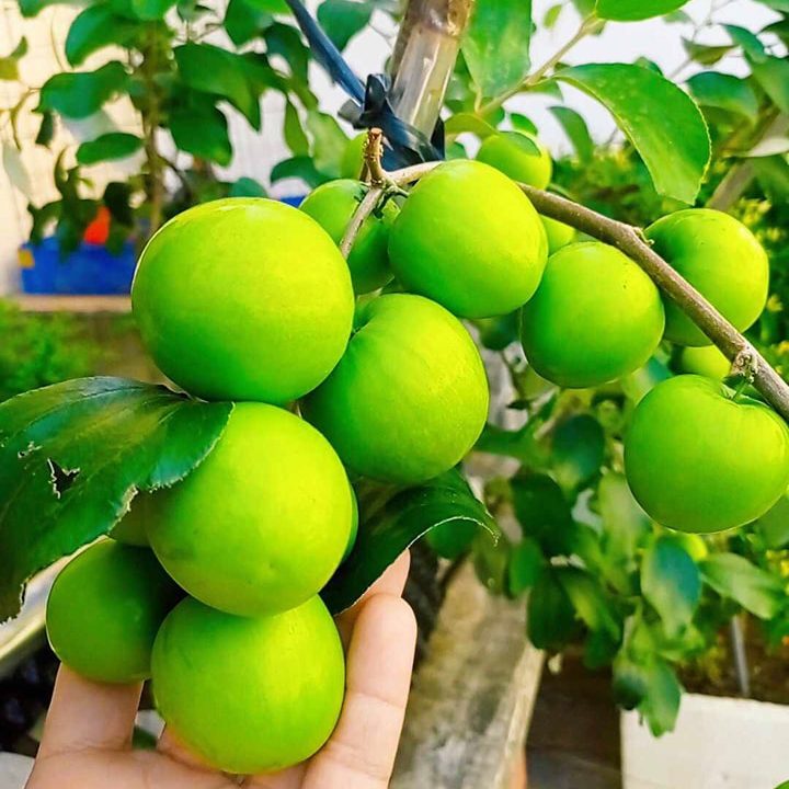 Cây Giống Táo Thái