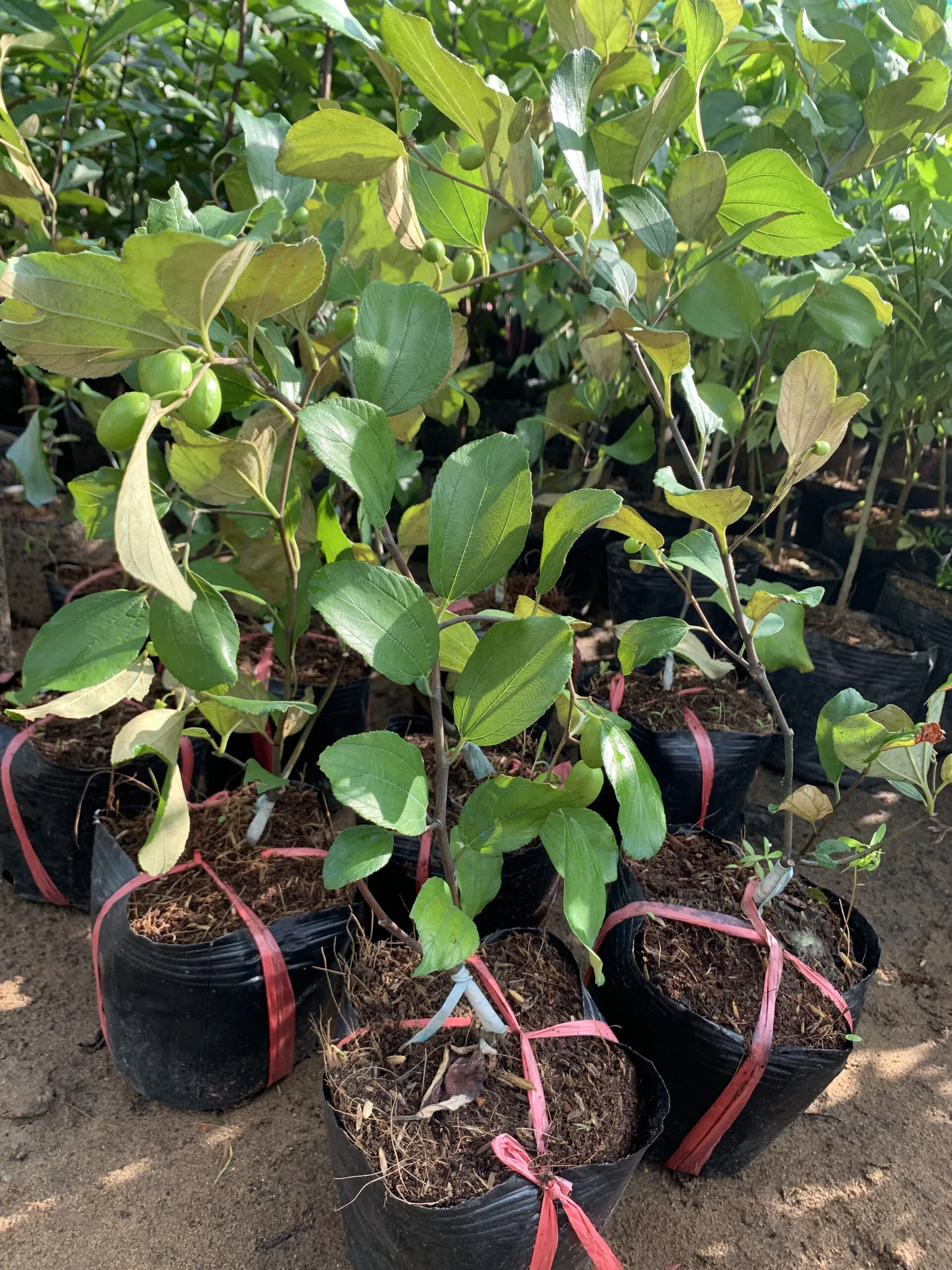 Cây Giống Táo Thái 3