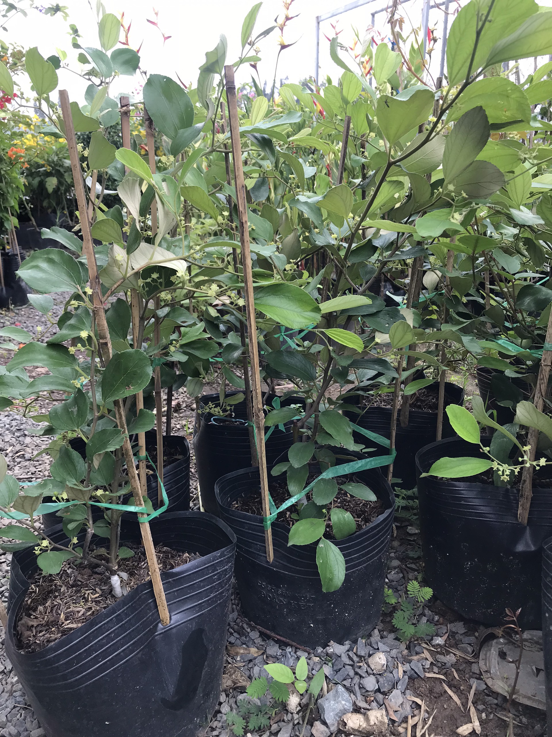 Cây Giống Táo Thái 4