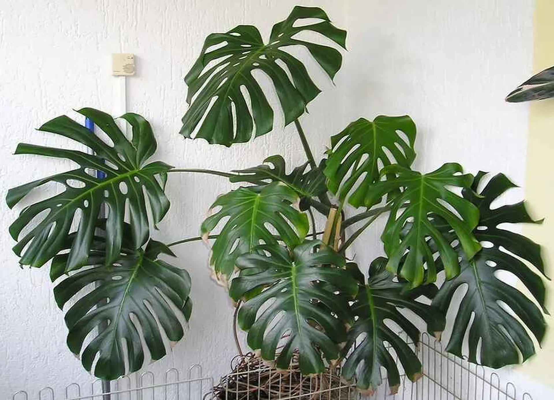 Cây Monstera (Trầu Bà Lá Xẻ)