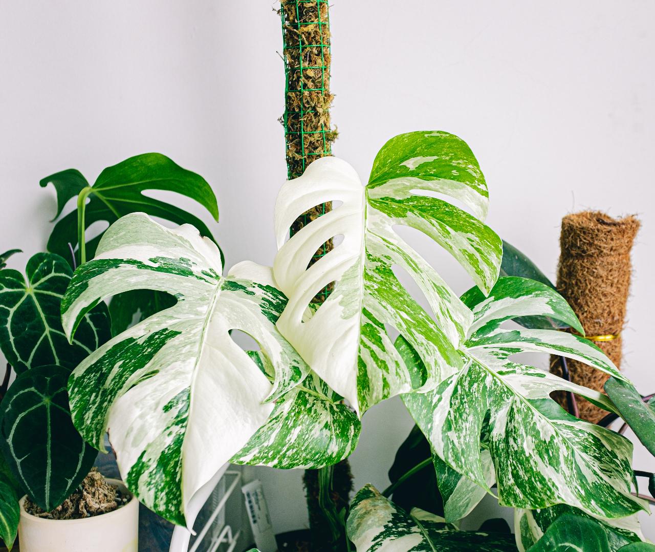 Cây Monstera (Trầu Bà Lá Xẻ) 2