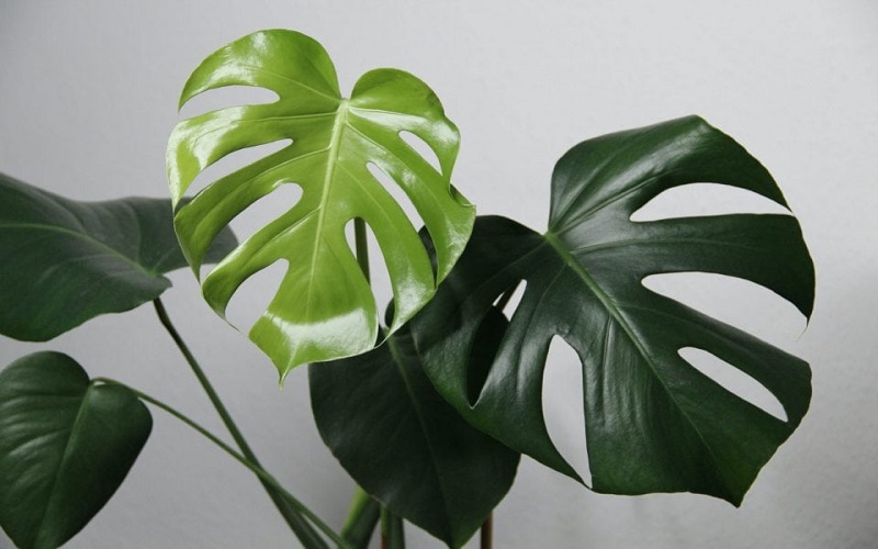 Cây Monstera (Trầu Bà Lá Xẻ) 3