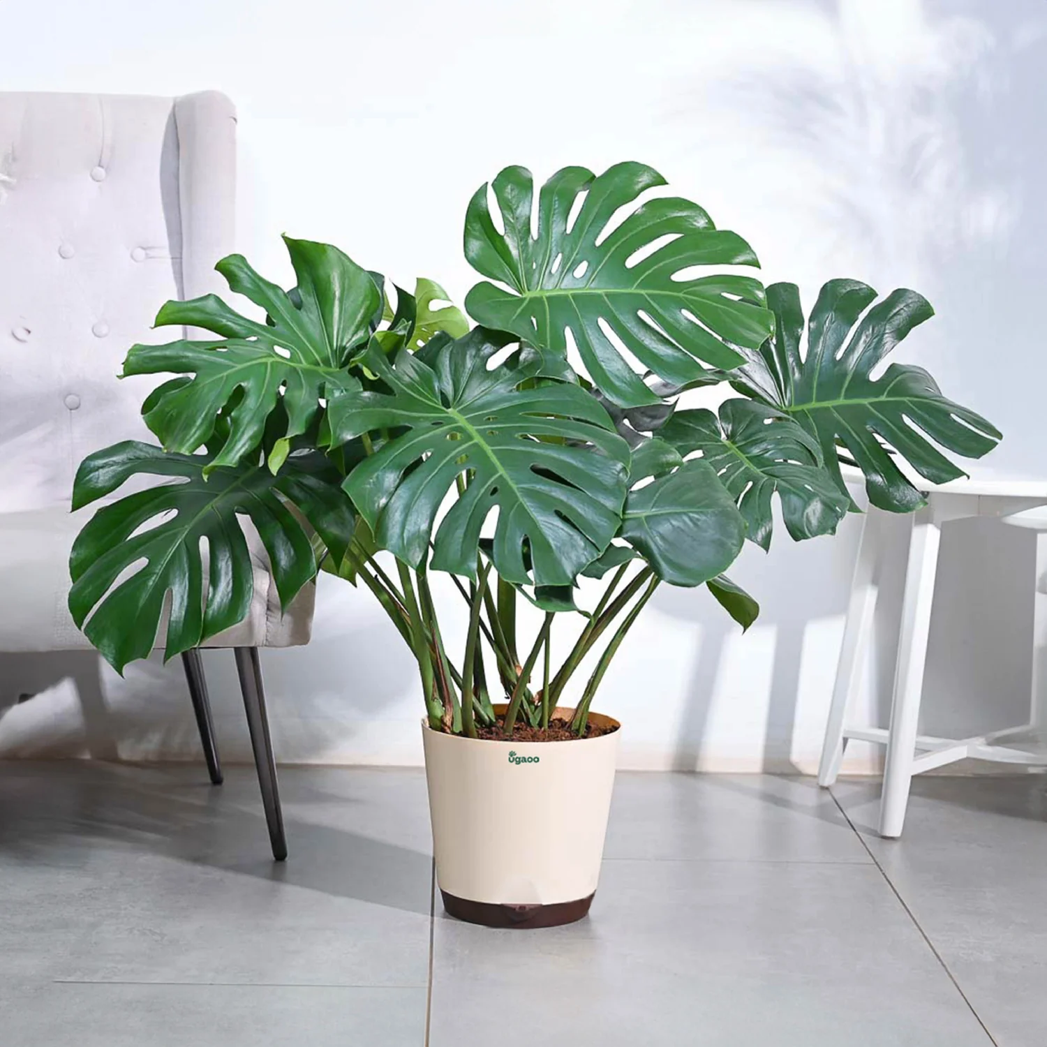 Cây Monstera (Trầu Bà Lá Xẻ) 4