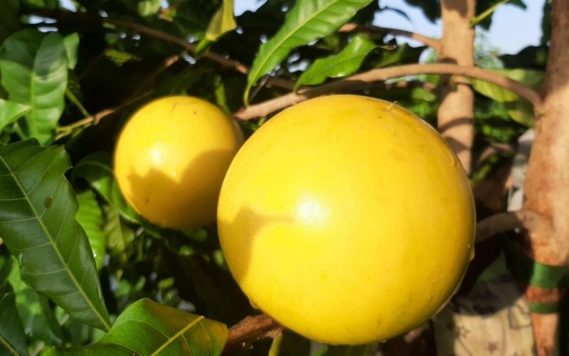 Cây Giống Vú Sữa Hoàng Kim