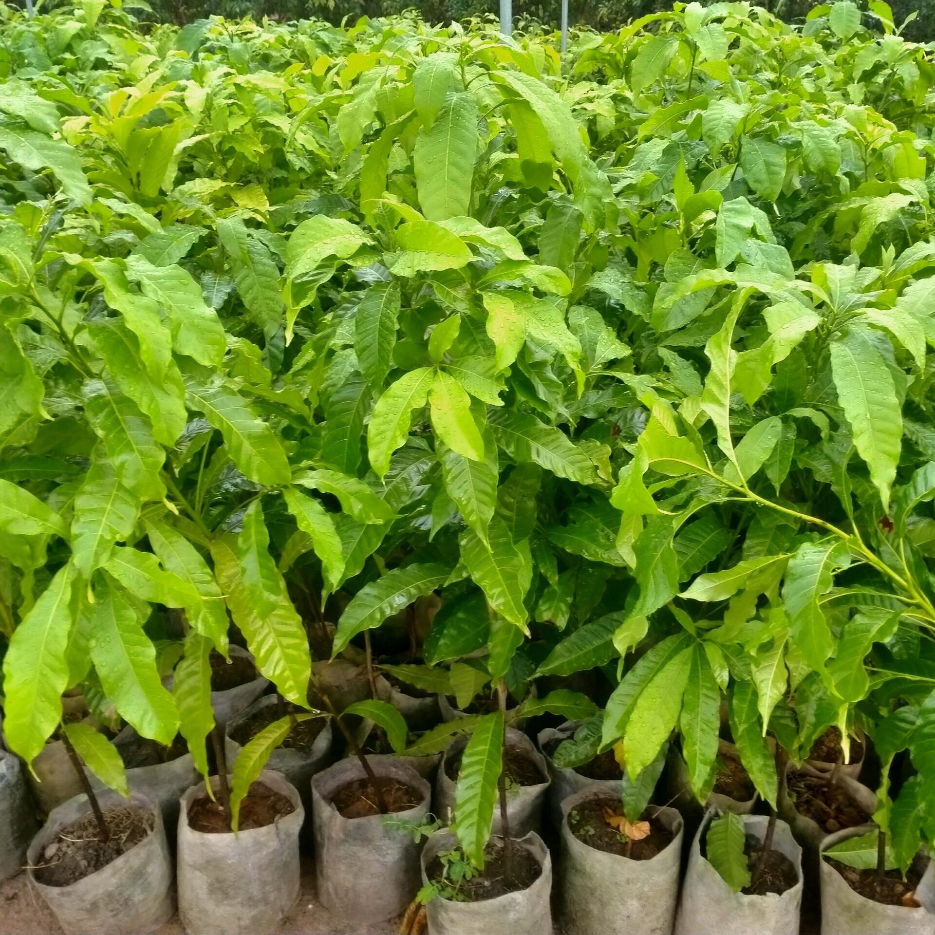 Cây Giống Vú Sữa Hoàng Kim 2
