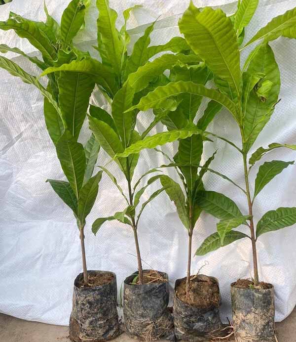Cây Giống Vú Sữa Hoàng Kim 3
