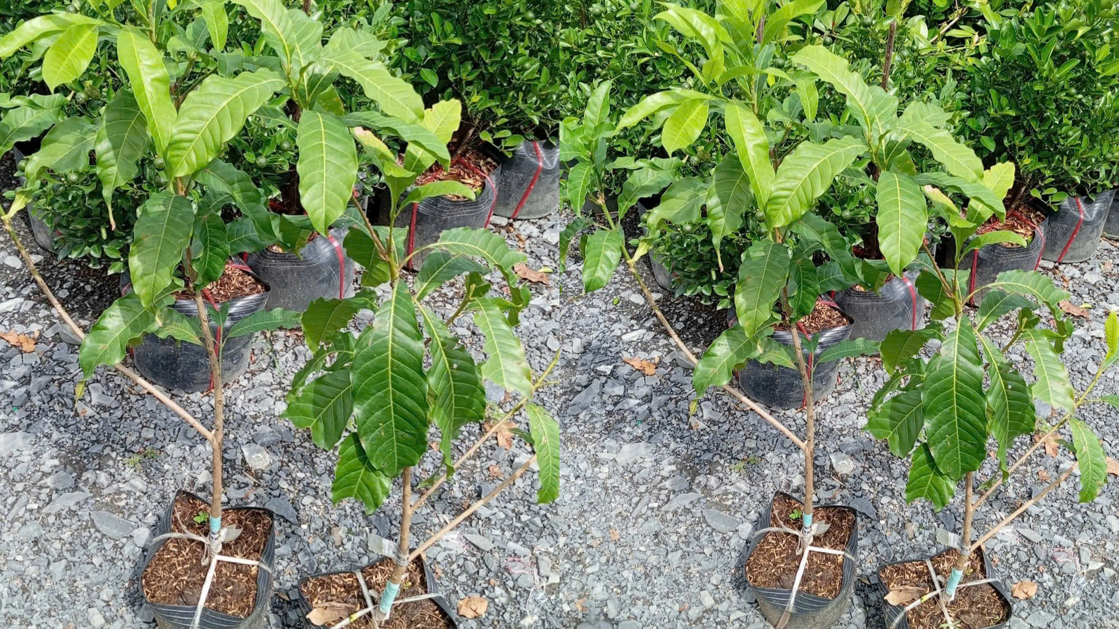 Cây Giống Vú Sữa Hoàng Kim 4