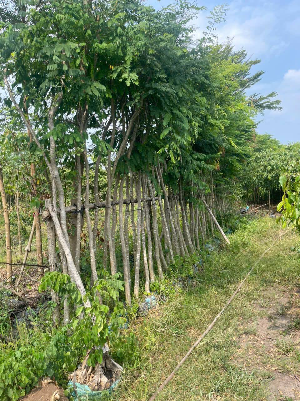 Cây Cẩm Lai 3