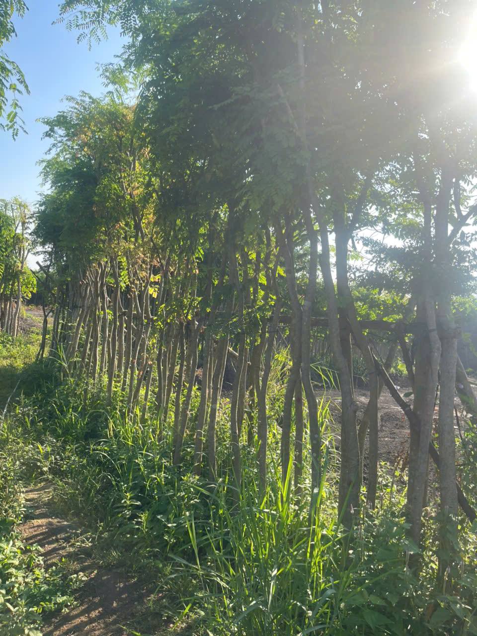 Cây Cẩm Lai 4