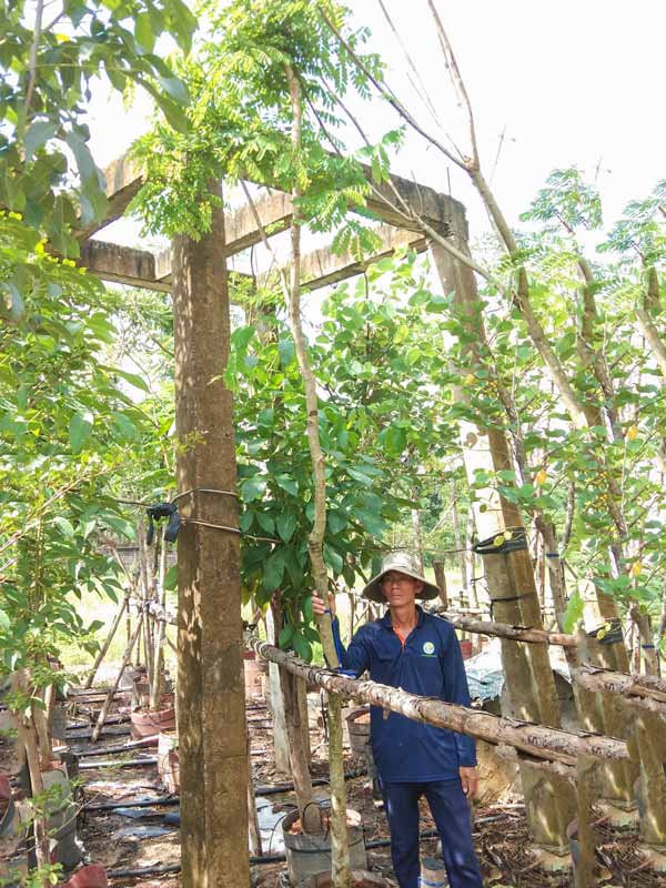 Cây Cẩm Lai