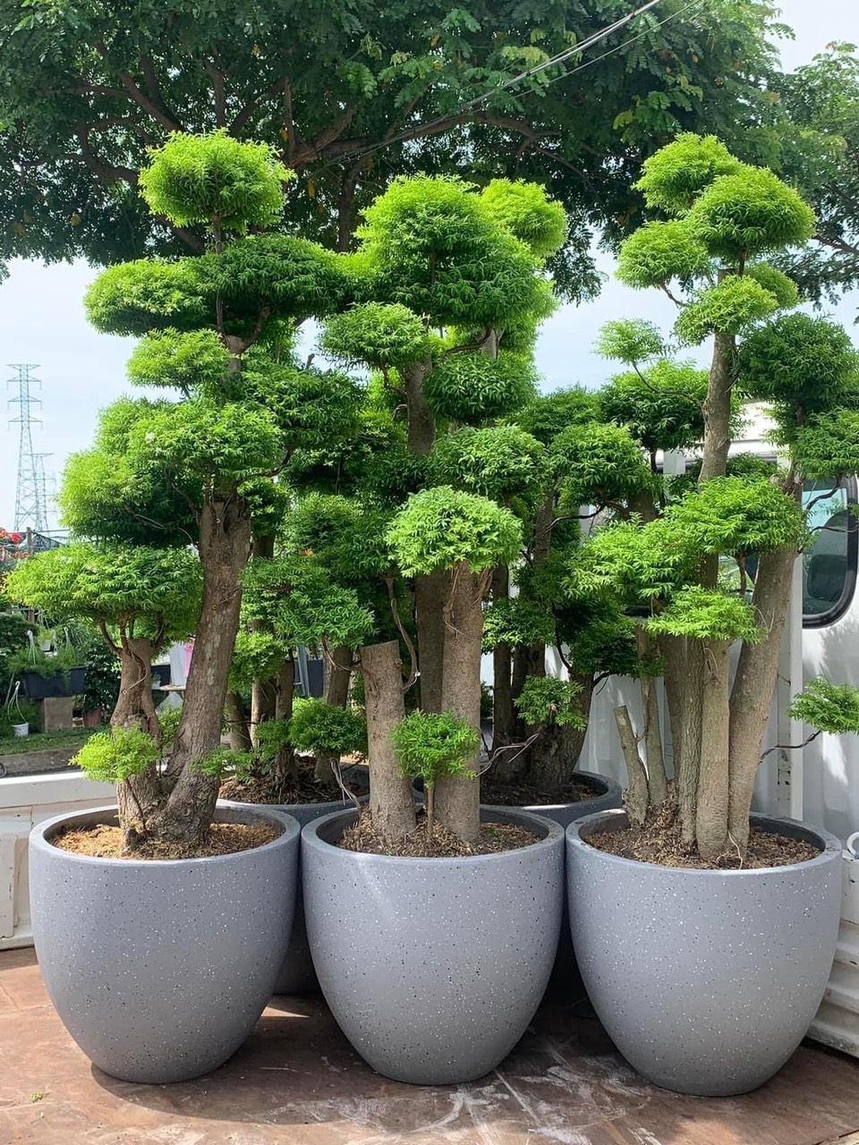 Cây Mai Chiếu Thủy 4