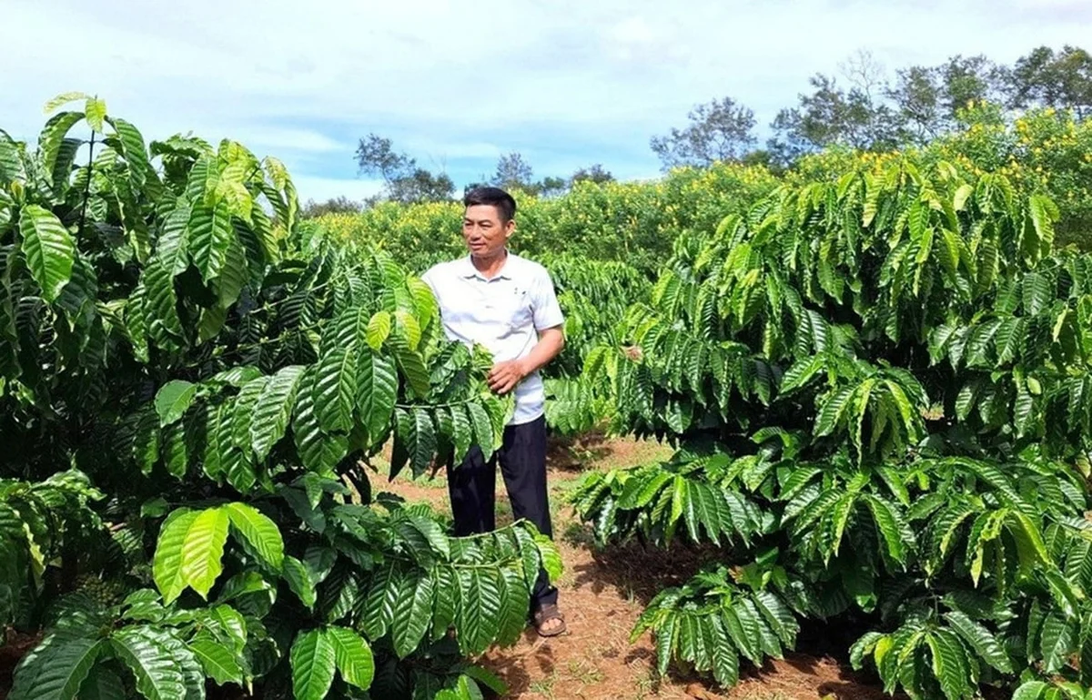 Dịch Vụ Chăm Sóc Cà Phê Chuyên Nghiệp