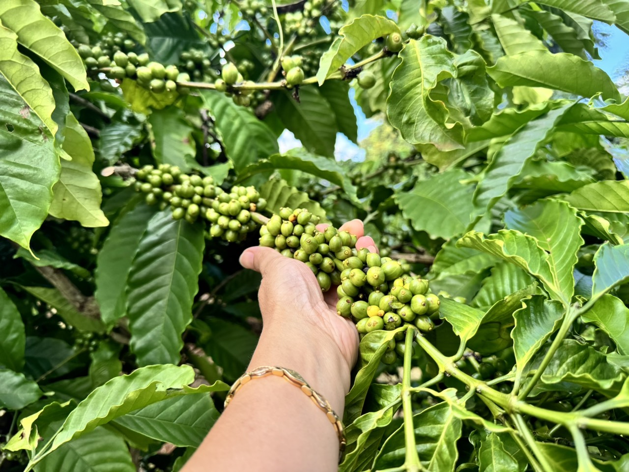 Dịch Vụ Chăm Sóc Cà Phê Chuyên Nghiệp