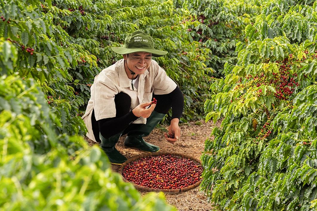 Dịch Vụ Chăm Sóc Cà Phê Chuyên Nghiệp