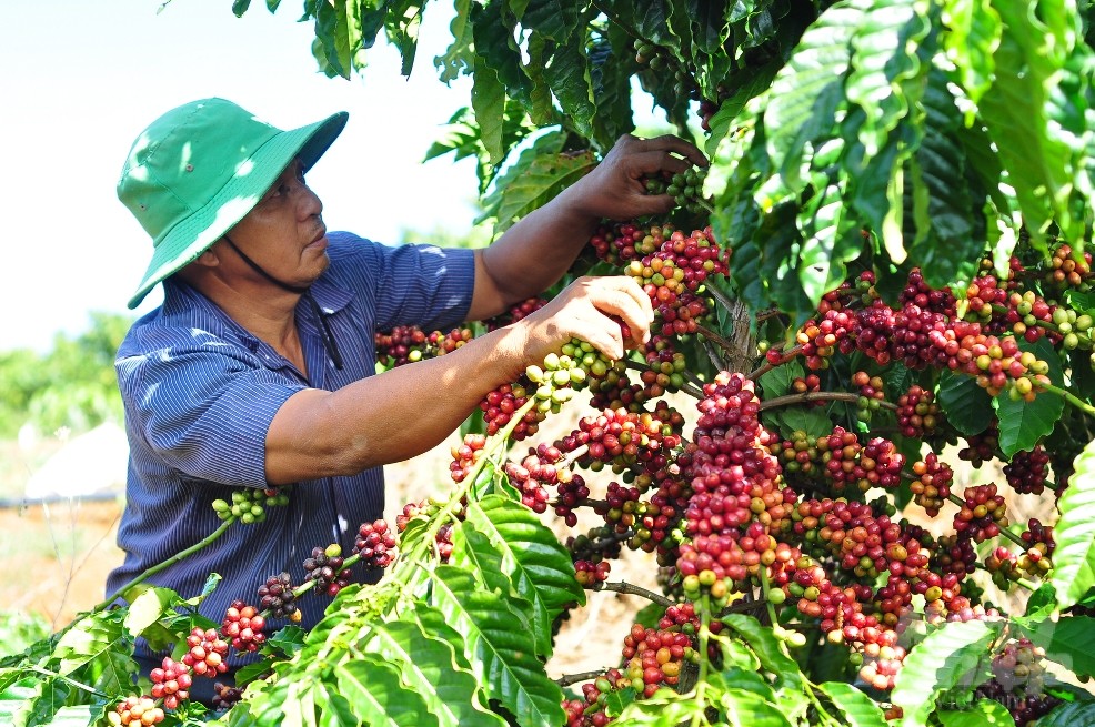 Dịch Vụ Chăm Sóc Cà Phê Lâm Đồng