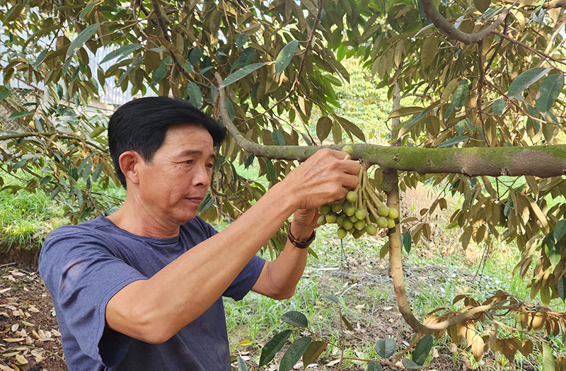 Dịch Vụ Chăm Sóc Sầu Riêng Uy Tín - Khang Thịnh Garden