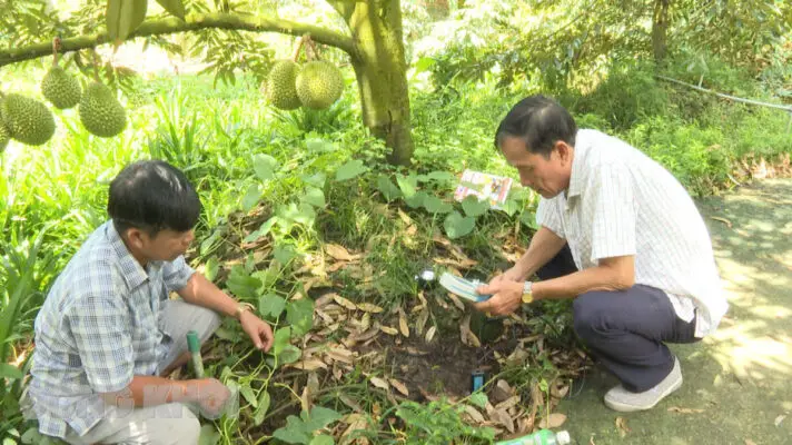 Dịch Vụ Chăm Sóc Sầu Riêng Uy Tín - Khang Thịnh Garden