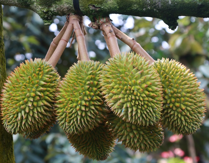 Dịch Vụ Chăm Sóc Sầu Riêng Uy Tín - Khang Thịnh Garden