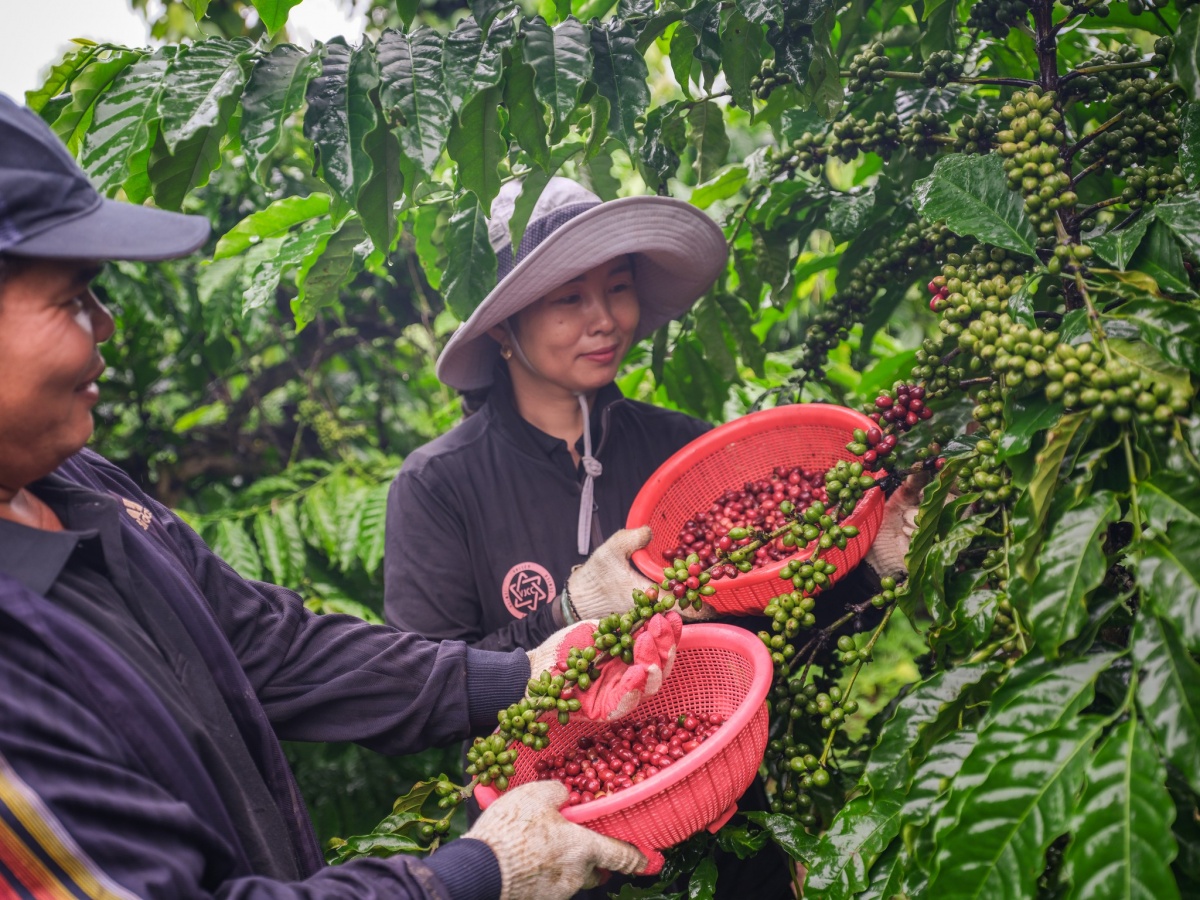 Nhận chăm sóc vườn cà phê chuẩn kỹ thuật